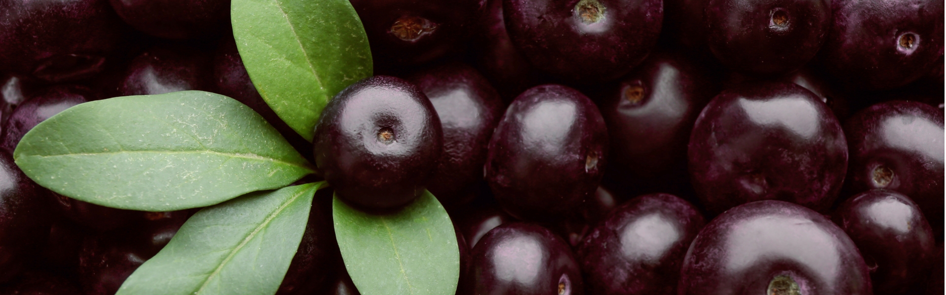 bobule acai | acaico.eu bobule acai | acaico.eu