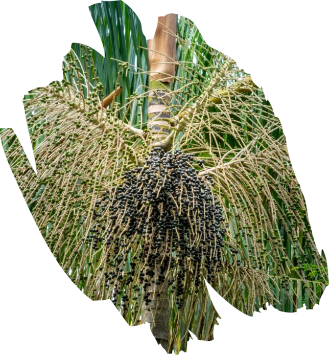 acai palma s bobuľami | acaico.eu acai palma s bobuľami | acaico.eu