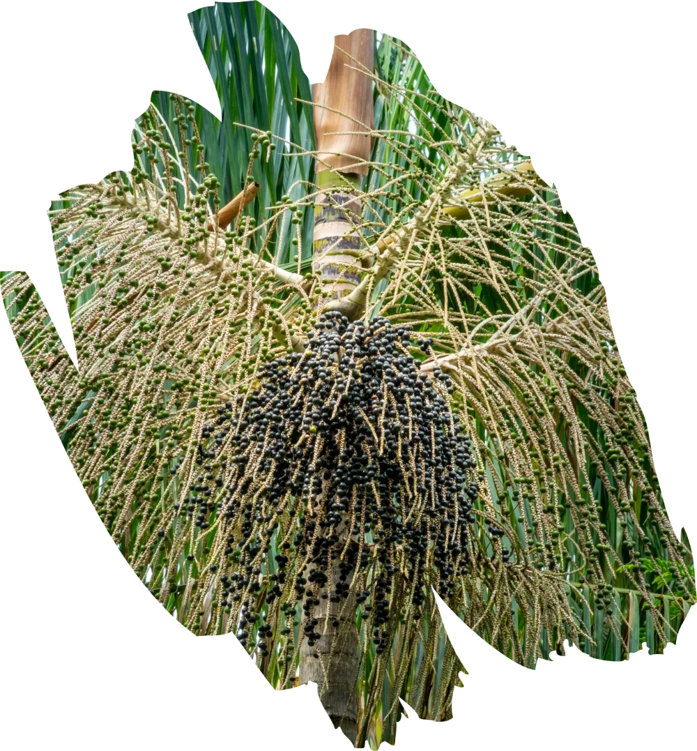 acai palma s bobuľami | acaico.eu acai palma s bobuľami | acaico.eu