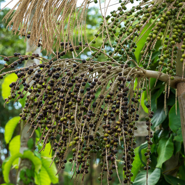 Amazonská palma s acai | férový obchod s acaico.eu
