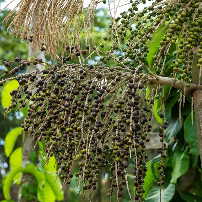 Amazonská palma s acai | férový obchod s acaico.eu Amazonská palma s acai | férový obchod s acaico.eu