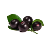 bobule acai | acaico.eu bobule acai | acaico.eu