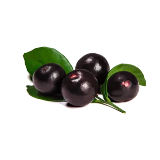 bobule acai | acaico.eu bobule acai | acaico.eu