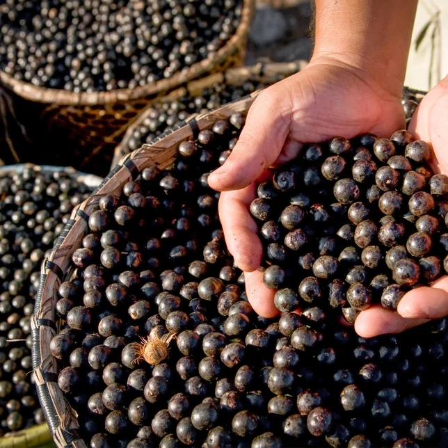 bobule acai ako zdroj antioxidantov | acaico.eu
